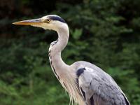 Graureiher auf Brücke im Schloßpark Frederiksberg